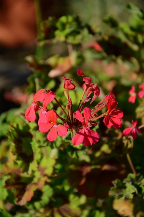 Pelargonium zonale sp.rose